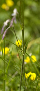 silene penche