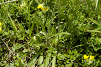 silene penche