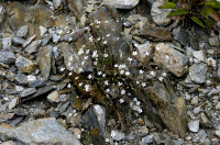 silene