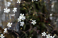 silene