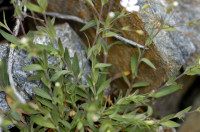 silene