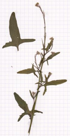 sisymbre