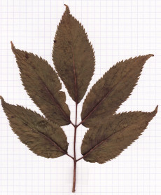 sorbier