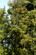 sorbier