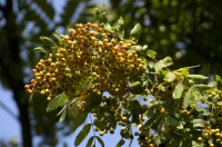 sorbier
