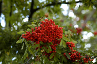 sorbier