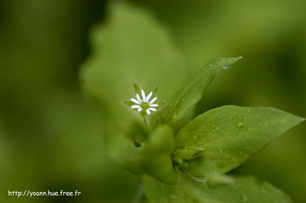 stellaire