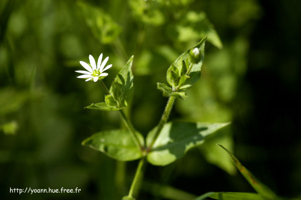stellaire des bois