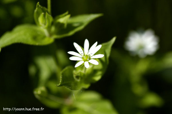 stellaire des bois