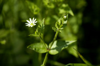 stellaire des bois