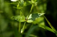 stellaire des bois