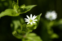 stellaire des bois