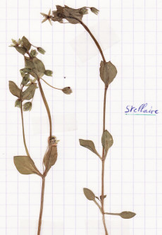 stellaire