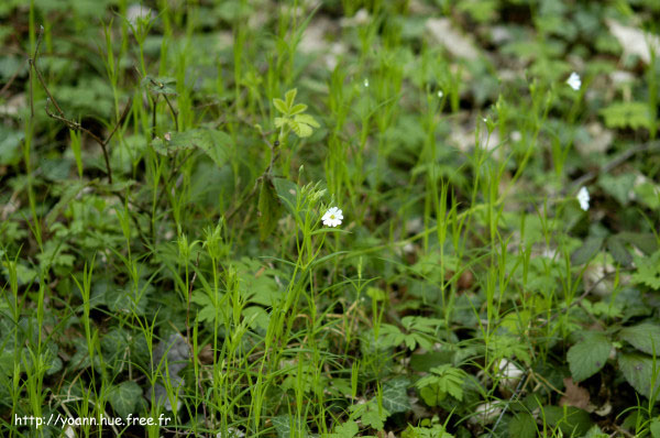 stellaire holostée