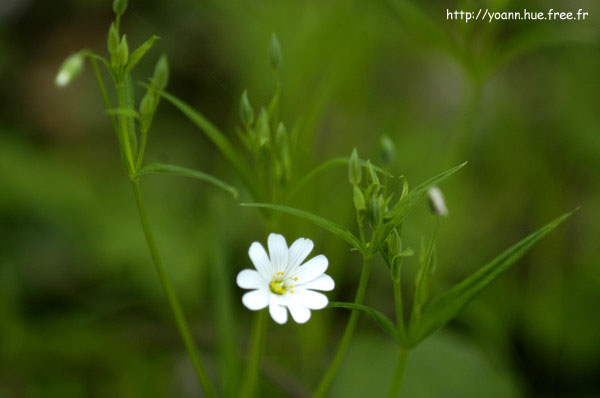 stellaire holostée