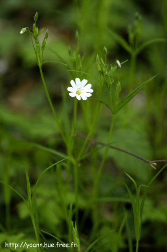 stellaire holostée