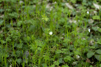 stellaire holoste