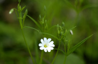 stellaire holoste