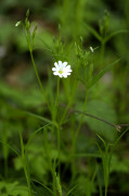 stellaire holoste