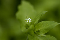 stellaire