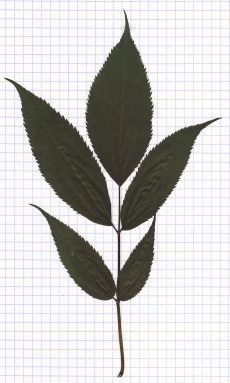 sureau rouge