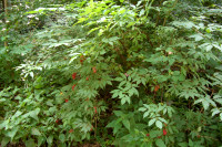 sureau à grappe