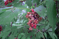 sureau à grappe