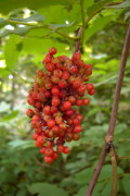 sureau à grappe