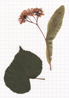 tilleul