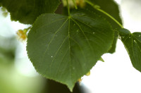 tilleul