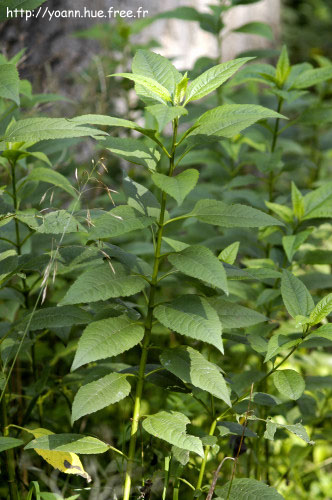 topinambour