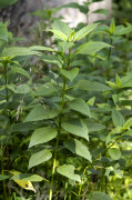 topinambour
