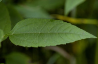 topinambour