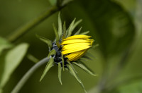 topinambour