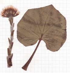 tussilage