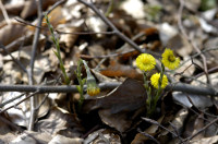 tussilage