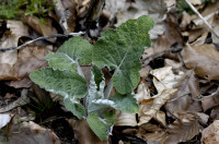 tussilage