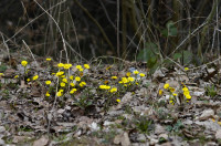 tussilage