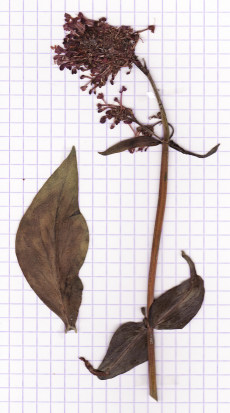 valeriane rouge