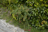 valeriane rouge