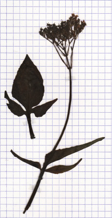 valeriane