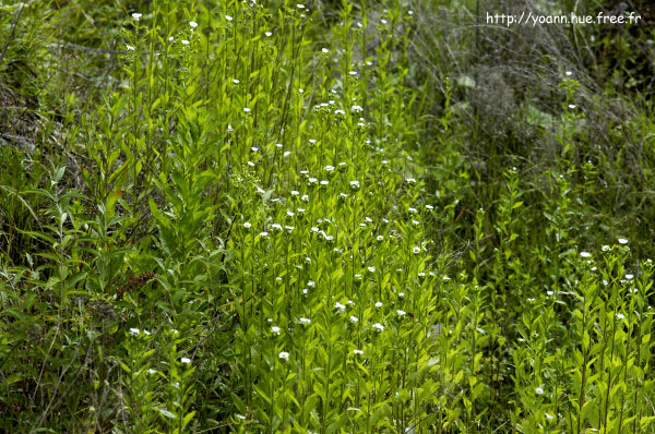 Vergerette annuelle