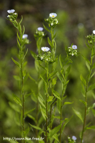 Vergerette annuelle