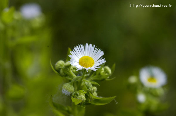 Vergerette annuelle