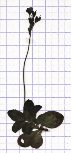 veronique à tige nue