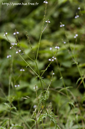 Verveine officinale