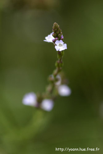 Verveine officinale