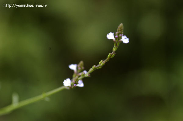 Verveine officinale