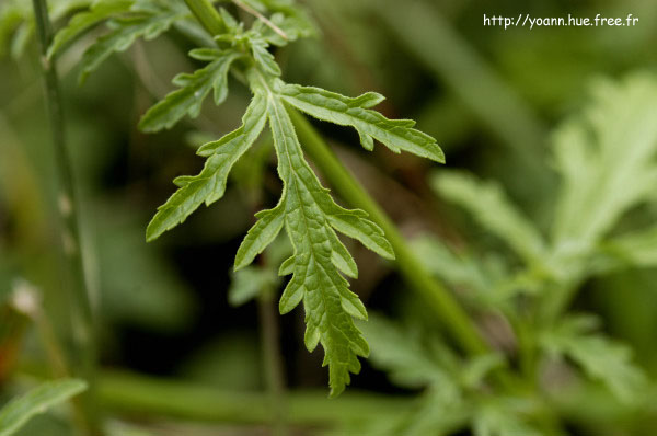 Verveine officinale