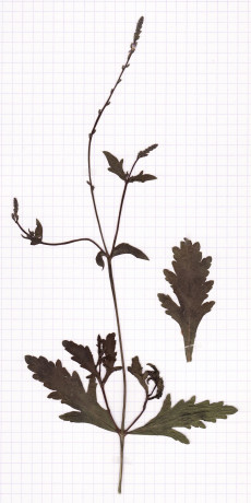 verveine